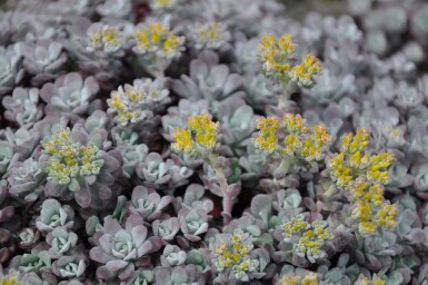Spatelblättriges Fettblatt Sedum spathulifolium 'Purpureum' 5-10 Topf 9x9 cm (P9) Sedum spathulifolium 'Purpureum'