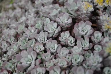 Spatelblättriges Fettblatt Sedum spathulifolium 'Purpureum' 5-10 Topf 9x9 cm (P9)