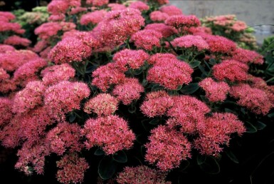 Prächtiges Fettblatt Sedum spectabile 'Brilliant' 5-10 Topf 9x9 cm (P9) Sedum spectabile 'Brilliant'