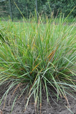 Grünes Kopfgras Sesleria heufleriana 5-10 Topf 9x9 cm (P9) Sesleria heufleriana