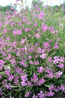 Herbst-Leimkraut Silene schafta 'Splendens' 5-10 Topf 9x9 cm (P9) Silene schafta 'Splendens'