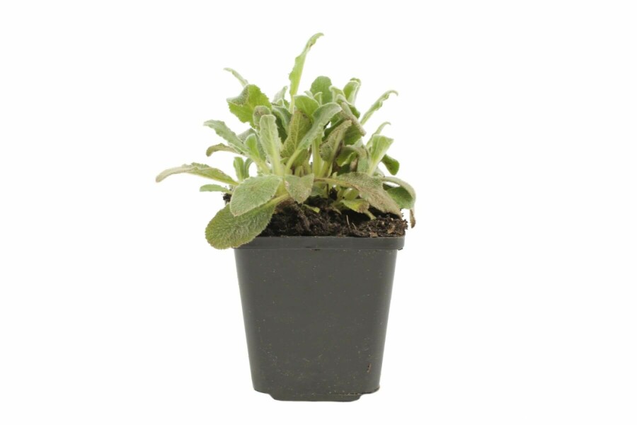 Byzantinischer Wollziest Stachys byzantina 5-10 Topf 9x9 cm (P9) Stachys byzantina