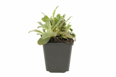 Byzantinischer Wollziest Stachys byzantina 5-10 Topf 9x9 cm (P9) Stachys byzantina