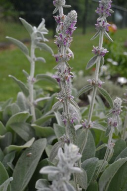 Byzantinischer Wollziest Stachys byzantina 5-10 Topf 9x9 cm (P9)