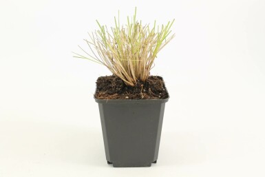 Riesen-Federgras Stipa gigantea 5-10 Topf 9x9 cm (P9)