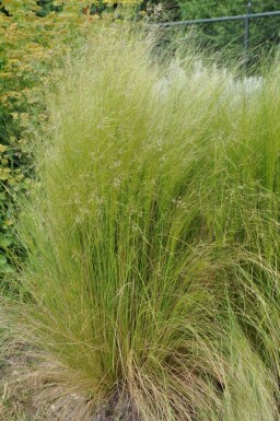 Federgras Stipa tenuissima 5-10 Topf 9x9 cm (P9) Stipa tenuissima