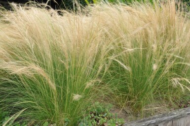 Zartes Federgras Stipa tenuissima 'Ponytails' 10-15 Topf 2 ltr. (C2) Stipa tenuissima 'Ponytails'