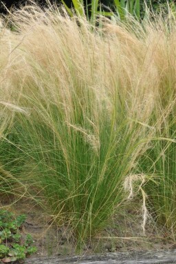 Zartes Federgras Stipa tenuissima 'Ponytails' 5-10 Topf 9x9 cm (P9)