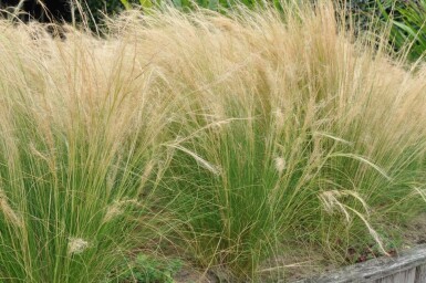 Zartes Federgras Stipa tenuissima 'Ponytails' 5-10 Topf 9x9 cm (P9) Stipa tenuissima 'Ponytails'