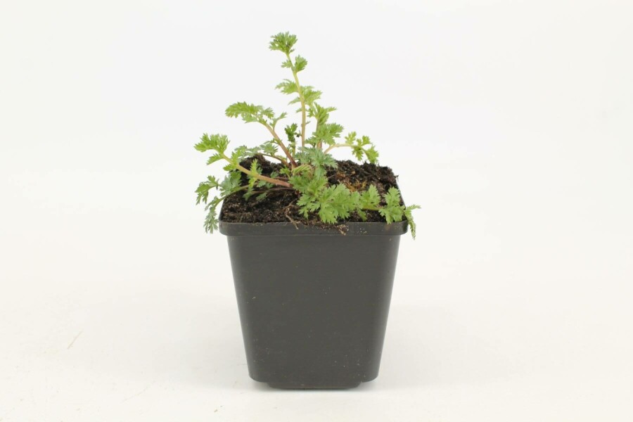 Feuermagerite Tanacetum coccineum 'Robinson's Red' 5-10 Topf 9x9 cm (P9) Tanacetum coccineum 'Robinson's Red'