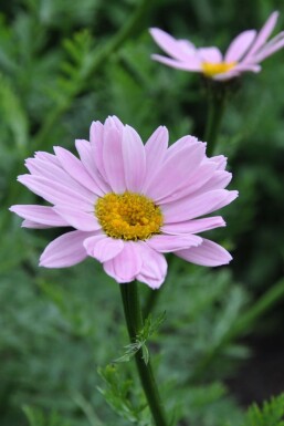 Bunte Margerite Tanacetum coccineum 'Robinson's Rose' 5-10 Topf 9x9 cm (P9) Tanacetum coccineum 'Robinson's Rose'