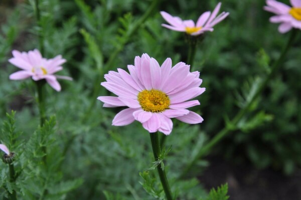 Bunte Margerite Tanacetum coccineum 'Robinson's Rose' 510 Topf 9x9 cm