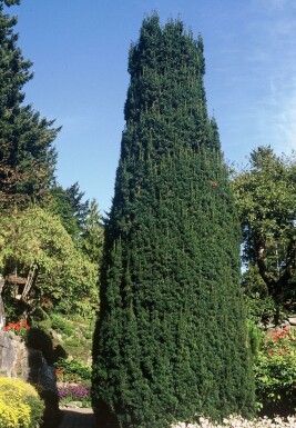 Säulen-Eibe Taxus baccata 'Fastigiata' Strauch 100-125 Topf 12 ltr. (C12)