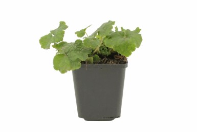 Falsche Alraunwurzel Tellima grandiflora 5-10 Topf 9x9 cm (P9) Tellima grandiflora