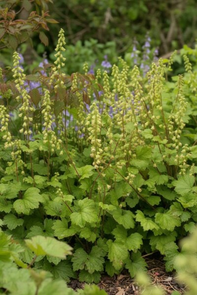 Falsche Alraunwurzel Tellima grandiflora 'Rubra' 5-10 Topf 9x9 cm (P9) Tellima grandiflora 'Rubra'