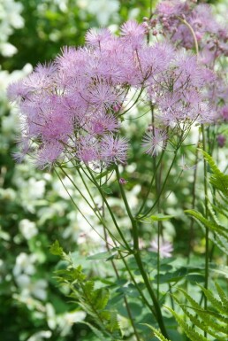 Akeleiblättrige Wiesenraute Thalictrum aquilegifolium 5-10 Topf 9x9 cm (P9) Thalictrum aquilegifolium