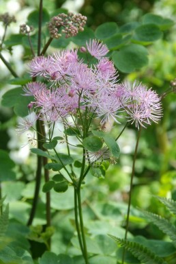 Akeleiblättrige Wiesenraute Thalictrum aquilegifolium 5-10 Topf 9x9 cm (P9) Thalictrum aquilegifolium