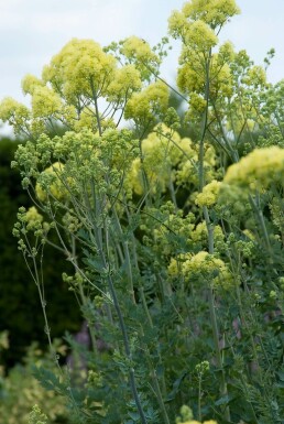 Graublättrige Wiesenraute Thalictrum flavum subsp. glaucum 5-10 Topf 9x9 cm (P9) Thalictrum flavum subsp. glaucum