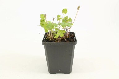 Graublättrige Wiesenraute Thalictrum flavum subsp. glaucum 5-10 Topf 9x9 cm (P9) Thalictrum flavum subsp. glaucum