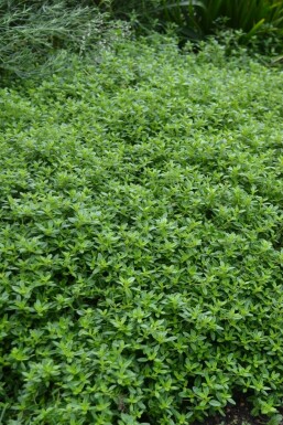 Gold-Thymian Thymus citriodorus 'Aureus' 5-10 Topf 9x9 cm (P9) Thymus citriodorus 'Aureus'