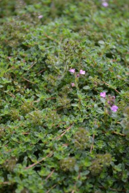 Garten-Thymian Thymus praecox 'Coccineus' 5-10 Topf 9x9 cm (P9)