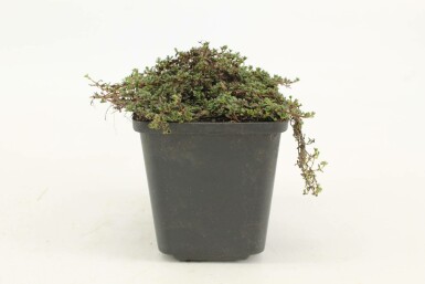 Garten-Thymian Thymus praecox 'Coccineus' 5-10 Topf 9x9 cm (P9) Thymus praecox 'Coccineus'