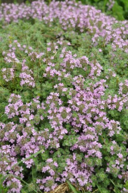 Woll-Thymian Thymus praecox 'Pseudolanuginosus' 5-10 Topf 9x9 cm (P9) Thymus praecox 'Pseudolanuginosus'