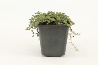 Woll-Thymian Thymus praecox 'Pseudolanuginosus' 5-10 Topf 9x9 cm (P9) Thymus praecox 'Pseudolanuginosus'