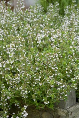 Thymus vulgaris