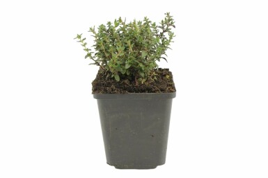 Kleiner Gewürz-Thymian Thymus vulgaris 5-10 Topf 9x9 cm (P9)
