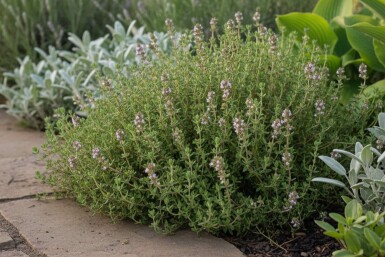 Kleiner Gewürz-Thymian Thymus vulgaris 'Compactus' 5-10 Topf 9x9 cm (P9) Thymus vulgaris 'Compactus'