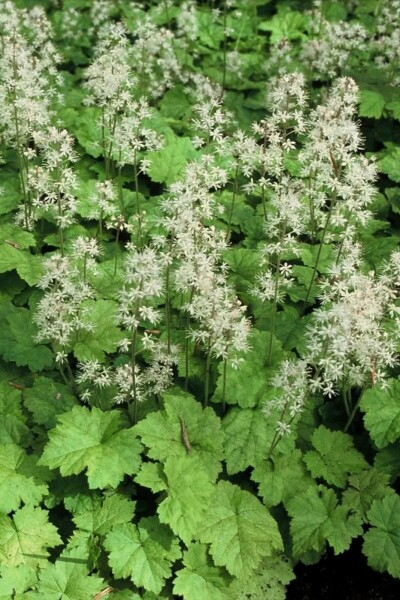 Herzblättrige Schaumblüte Tiarella cordifolia 5-10 Topf 9x9 cm (P9) Tiarella cordifolia