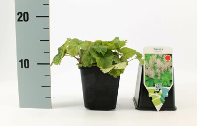 Herzblättrige Schaumblüte Tiarella cordifolia 5-10 Topf 9x9 cm (P9) Tiarella cordifolia