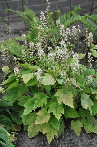 Tiarella wherryi