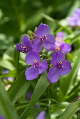 Dreimasterblume Tradescantia 'Zwanenburg Blue' 5-10 Topf 9x9 cm (P9) Tradescantia 'Zwanenburg Blue'