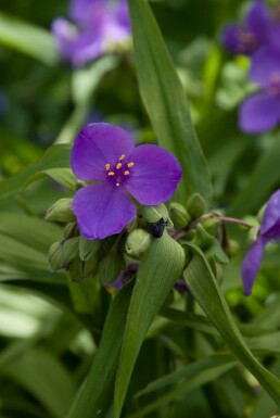 Dreimasterblume Tradescantia 'Zwanenburg Blue' 5-10 Topf 9x9 cm (P9)