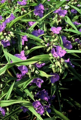 Dreimasterblume Tradescantia 'Zwanenburg Blue' 5-10 Topf 9x9 cm (P9)