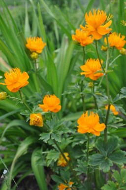 Chinesische Trollblume Trollius chinensis 'Golden Queen' 5-10 Topf 9x9 cm (P9)