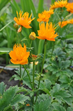 Chinesische Trollblume Trollius chinensis 'Golden Queen' 5-10 Topf 9x9 cm (P9) Trollius chinensis 'Golden Queen'