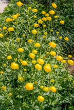 Butterblume Trollius europaeus 5-10 Topf 9x9 cm (P9)