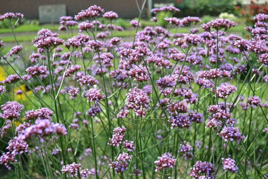 Eisenkraut Verbena bonariensis 10-15 Topf 2 ltr. (C2) Verbena bonariensis