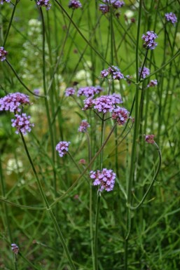 Eisenkraut Verbena bonariensis 10-15 Topf 2 ltr. (C2) Verbena bonariensis