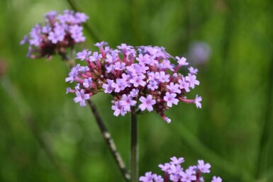 Eisenkraut Verbena bonariensis 5-10 Topf 9x9 cm (P9) Verbena bonariensis