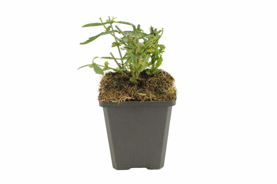 Eisenkraut Verbena bonariensis 'Lollipop' 5-10 Topf 9x9 cm (P9) Verbena bonariensis 'Lollipop'