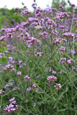 Eisenkraut Verbena bonariensis 'Lollipop' 5-10 Topf 9x9 cm (P9)