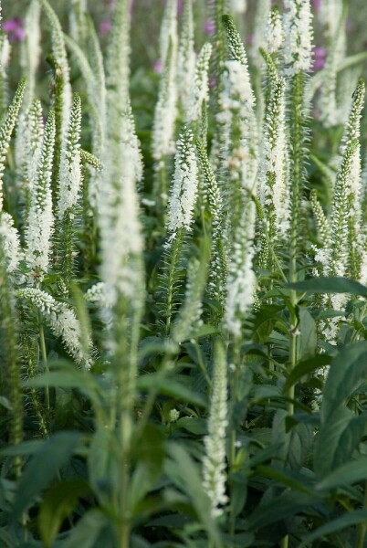 Wiesen-Ehrenpreis Veronica longifolia 'Schneeriesin' 5-10 Topf 9x9 cm (P9) Veronica longifolia 'Schneeriesin'