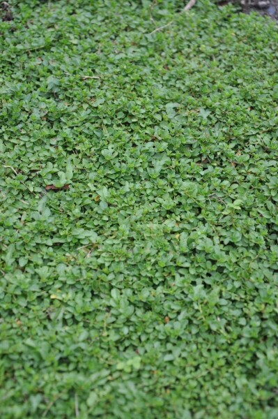 Veronica Repens Kriechender Ehrenpreis Kaufen P9 Heijnen Pflanzen veronica-repens-kriechender-ehrenpreis-kaufen-p9-heijnen-pflanzen
