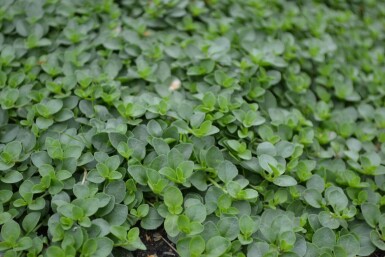 Kriechender Ehrenpreis Veronica repens 5-10 Topf 9x9 cm (P9) Veronica repens