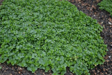 Kriechender Ehrenpreis Veronica repens 5-10 Topf 9x9 cm (P9) Veronica repens