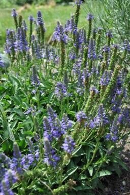 Scheinährige Garten-Ehrenpreis Veronica spicata 'Inspire Blue' 5-10 Topf 9x9 cm (P9) Veronica spicata 'Inspire Blue'